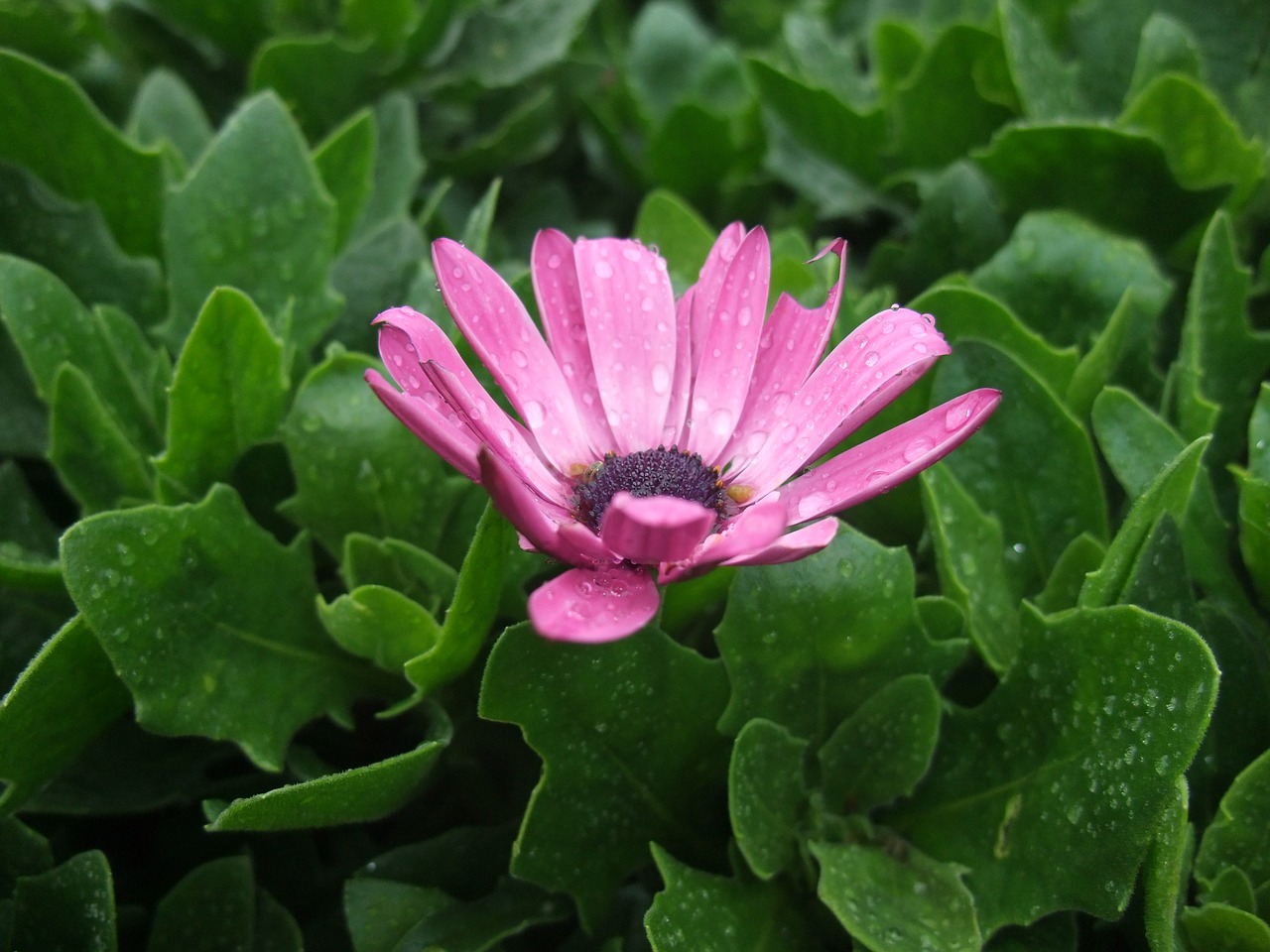 purple daisy flower pink free photo