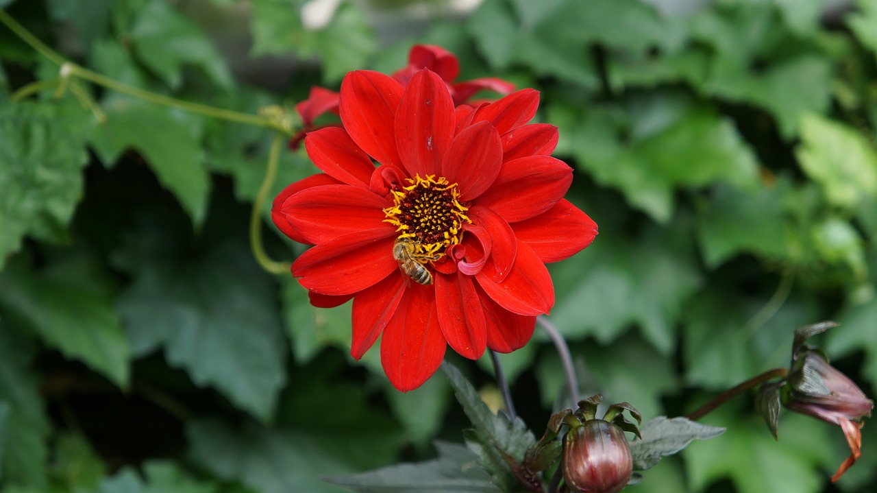 flower bee plant free photo