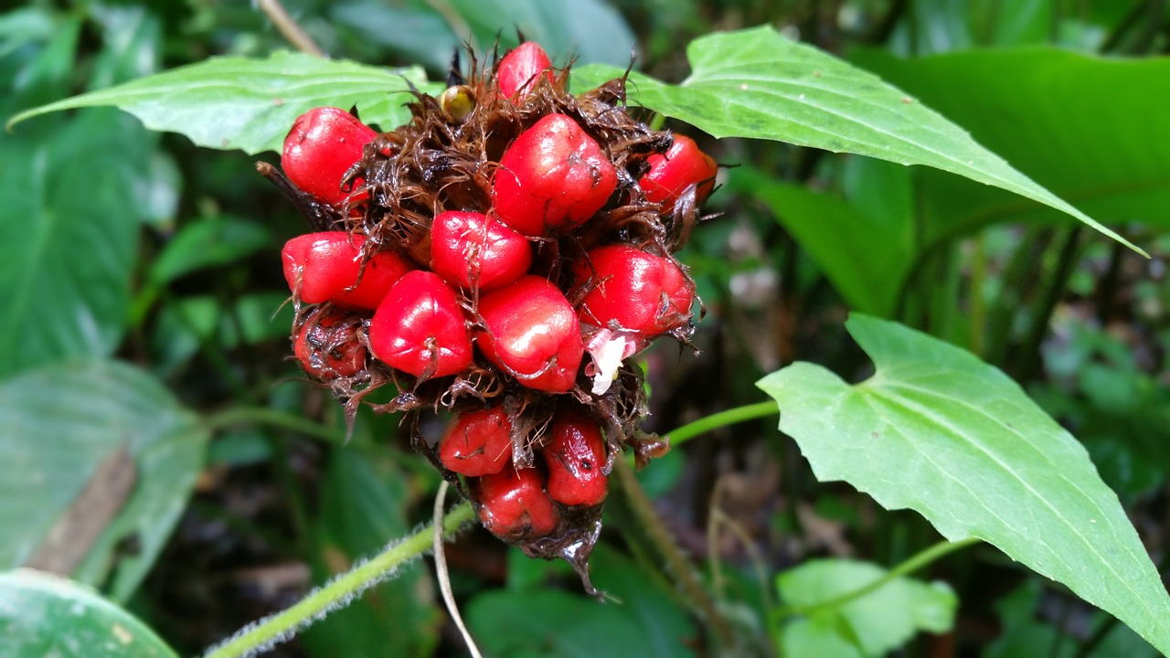 flower jungle fruit free photo