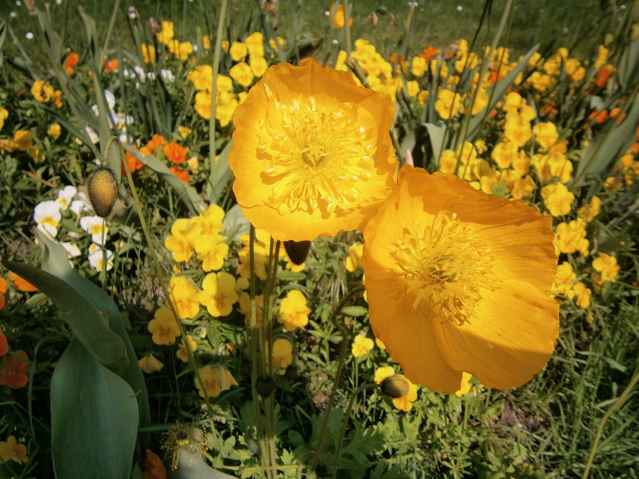 flower poppy flower yellow free photo