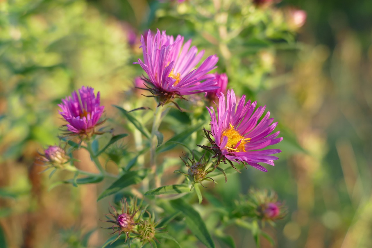 aster flower pink free photo