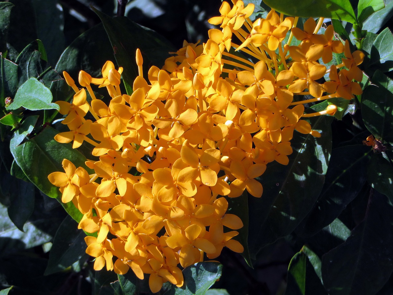 flower ixora yellow free photo
