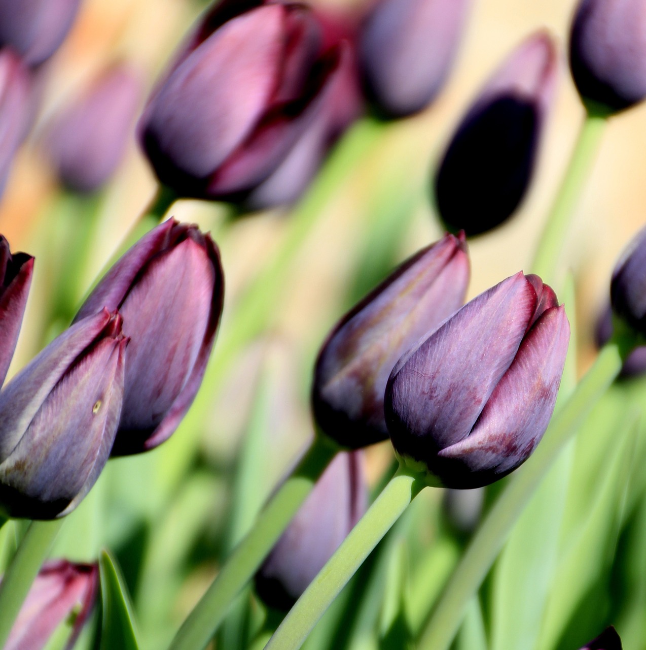 flower tulip purple free photo