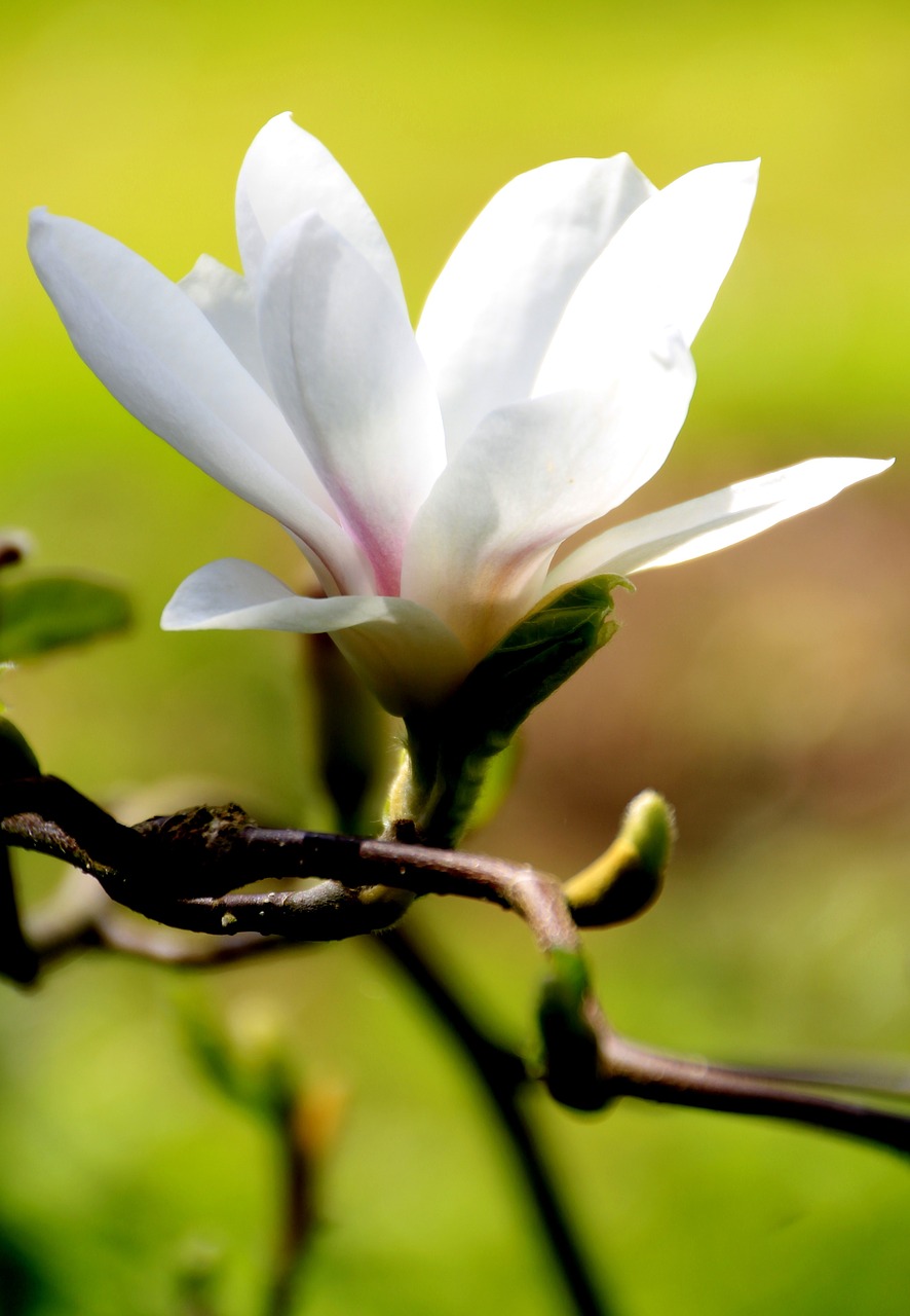 flower white magnolia free photo