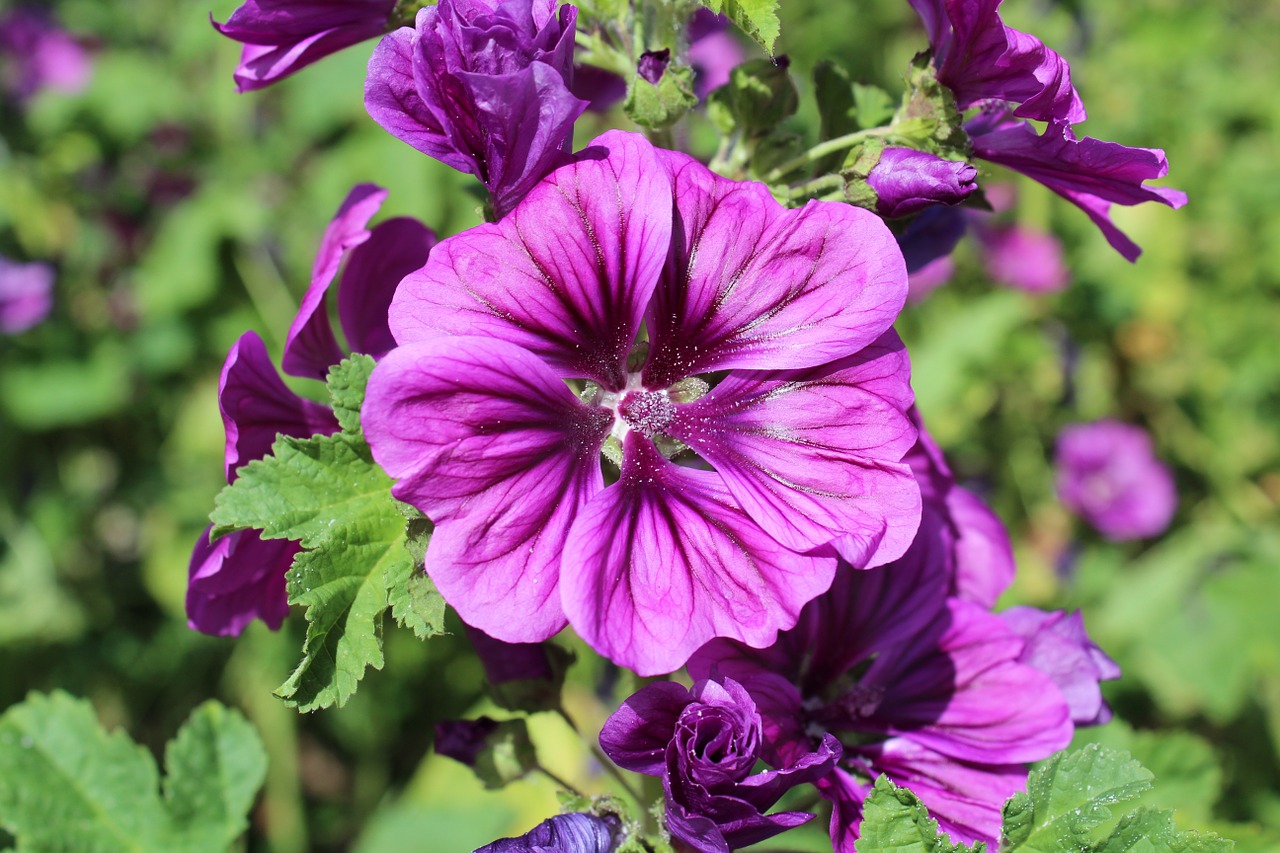 flower purple purple flower free photo