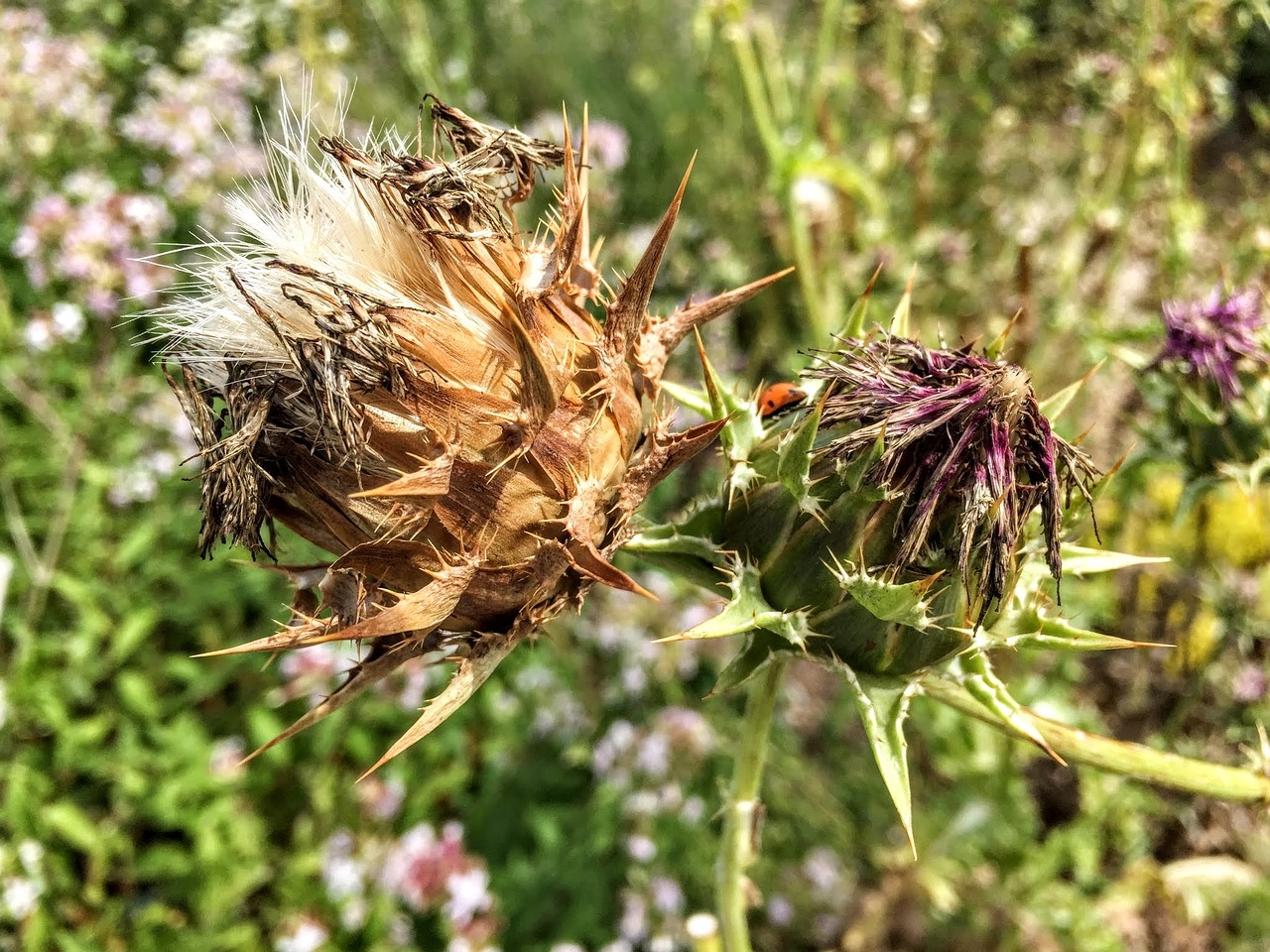 thistle flower plant free photo