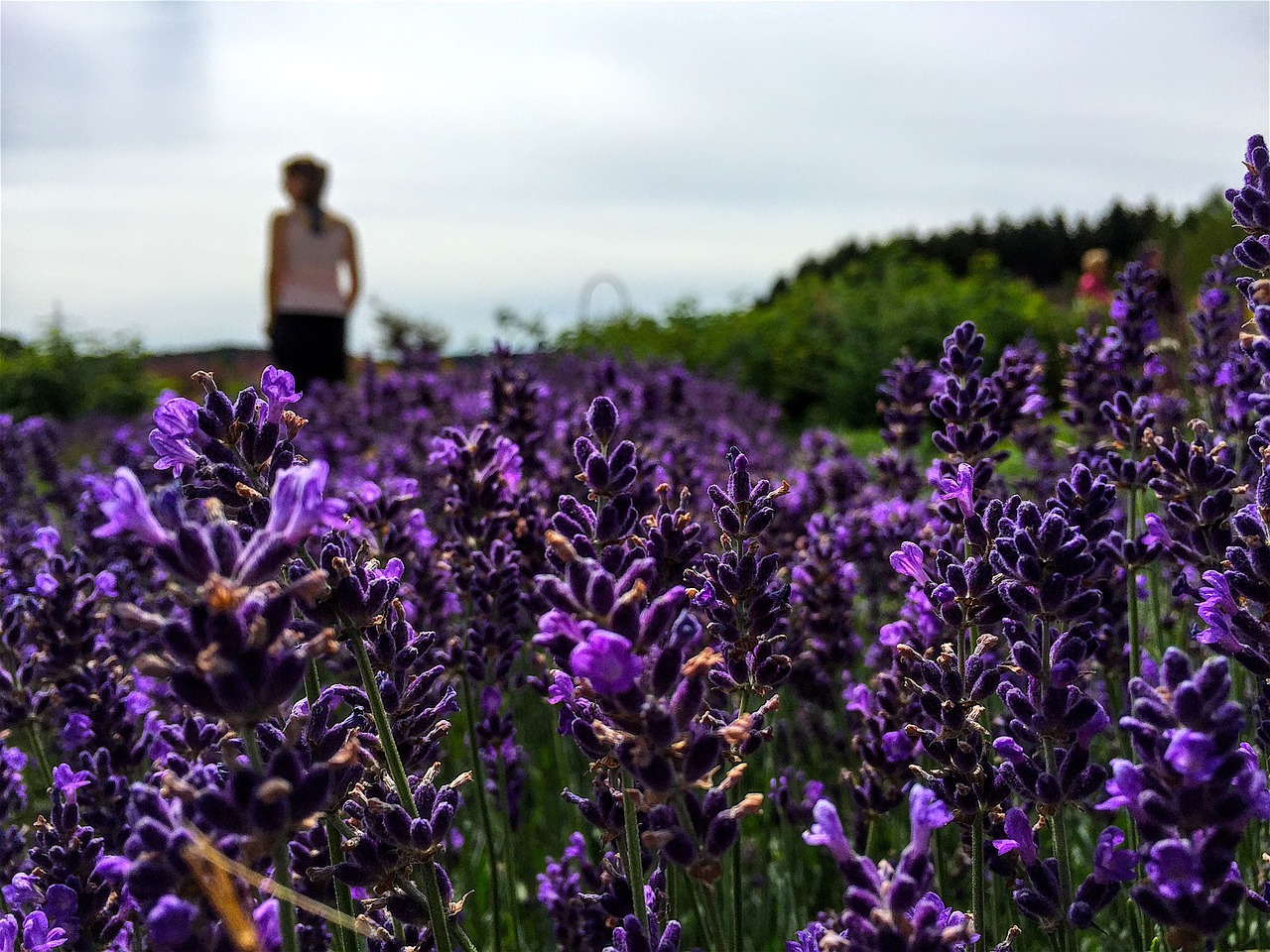 flower plant nature free photo