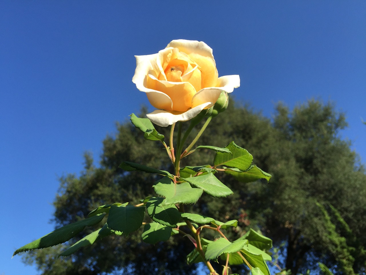 flower yellow rose nature free photo