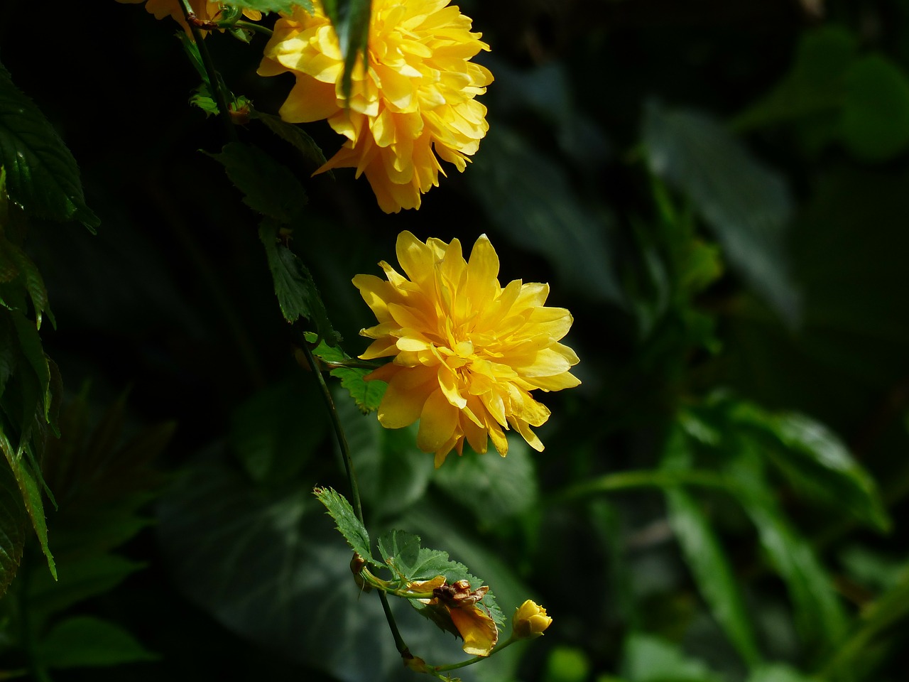 blossom bloom yellow free photo