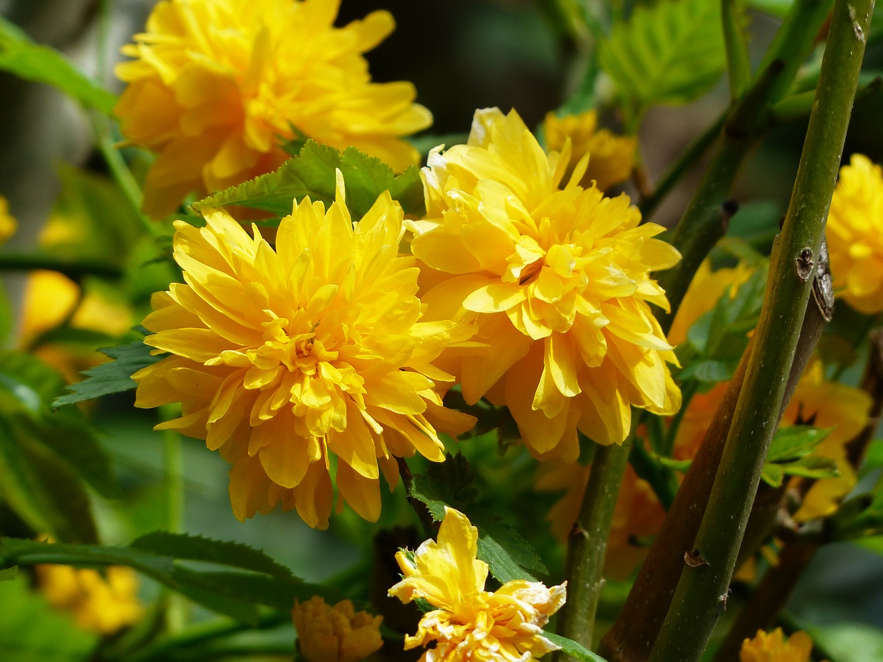 blossom bloom yellow free photo