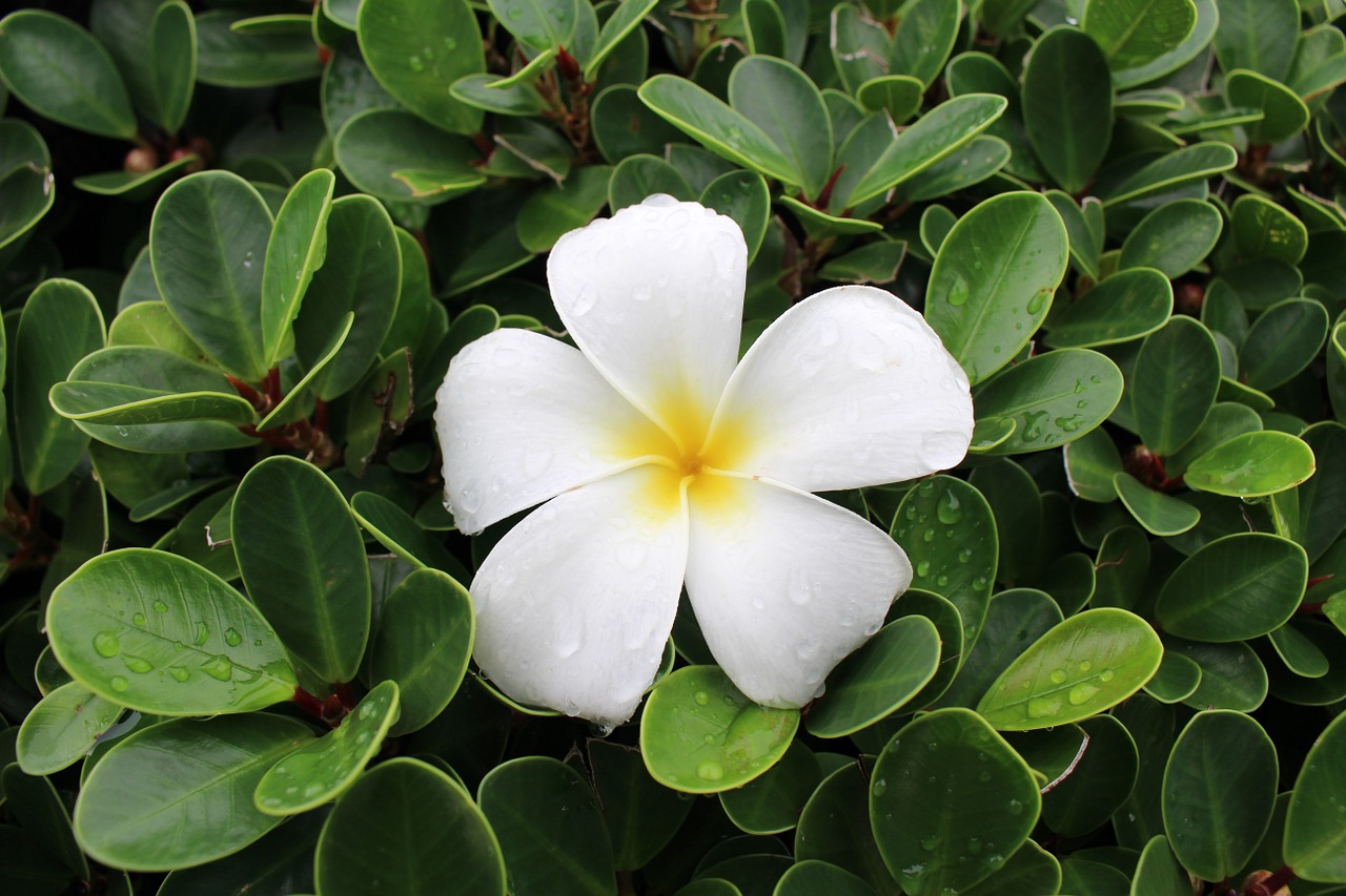 flower plumeria drop free photo