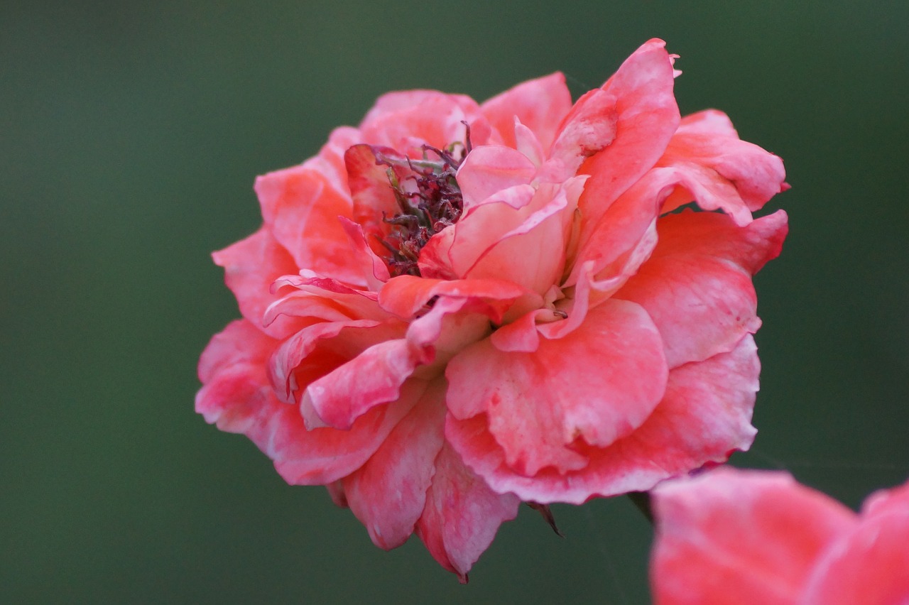 flower pink nature free photo