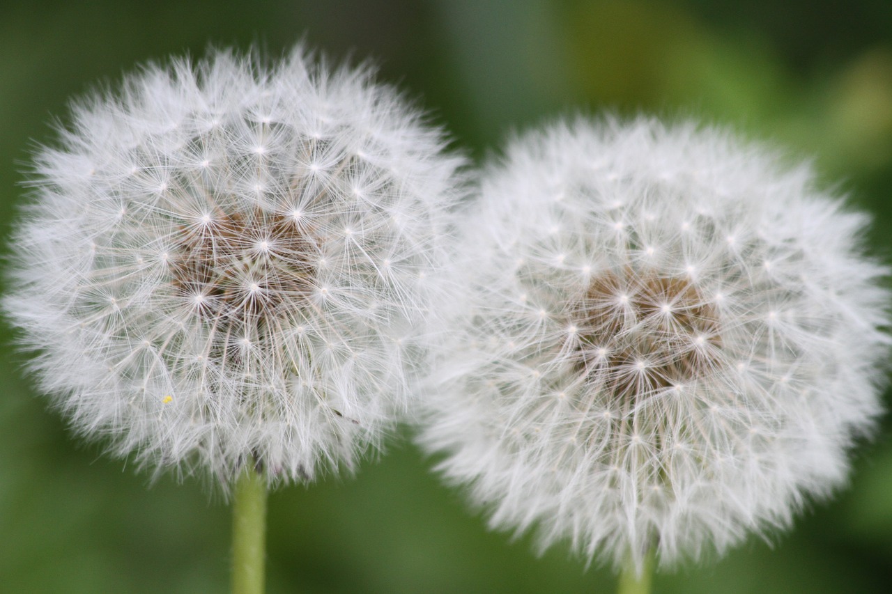 flower garden steam free photo