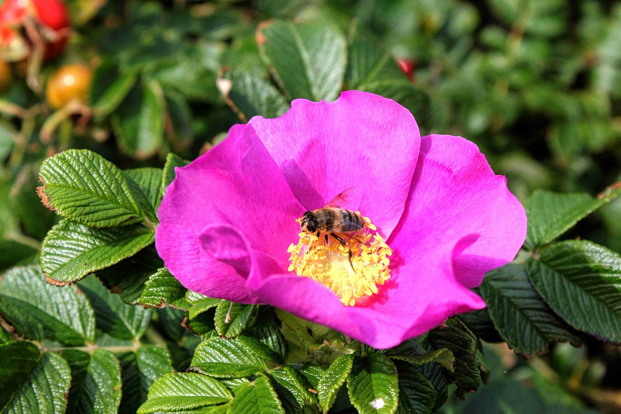 flower pink wild rose free photo