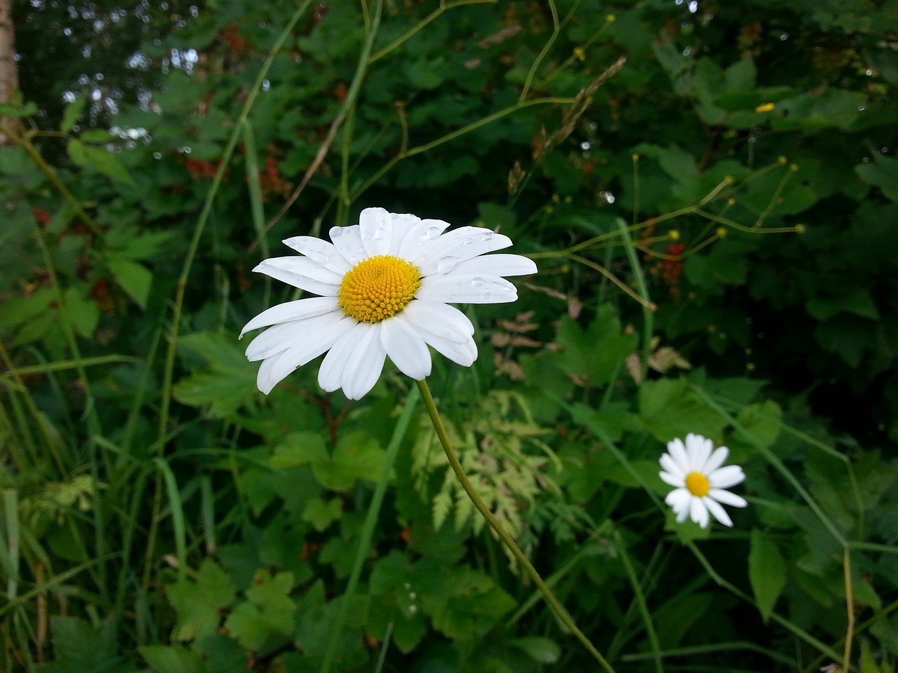 flower daisy summer free photo