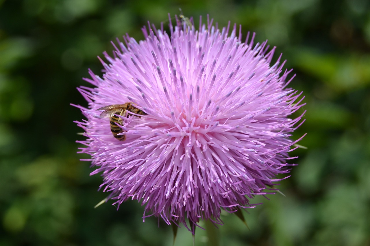 thistle bee flower free photo