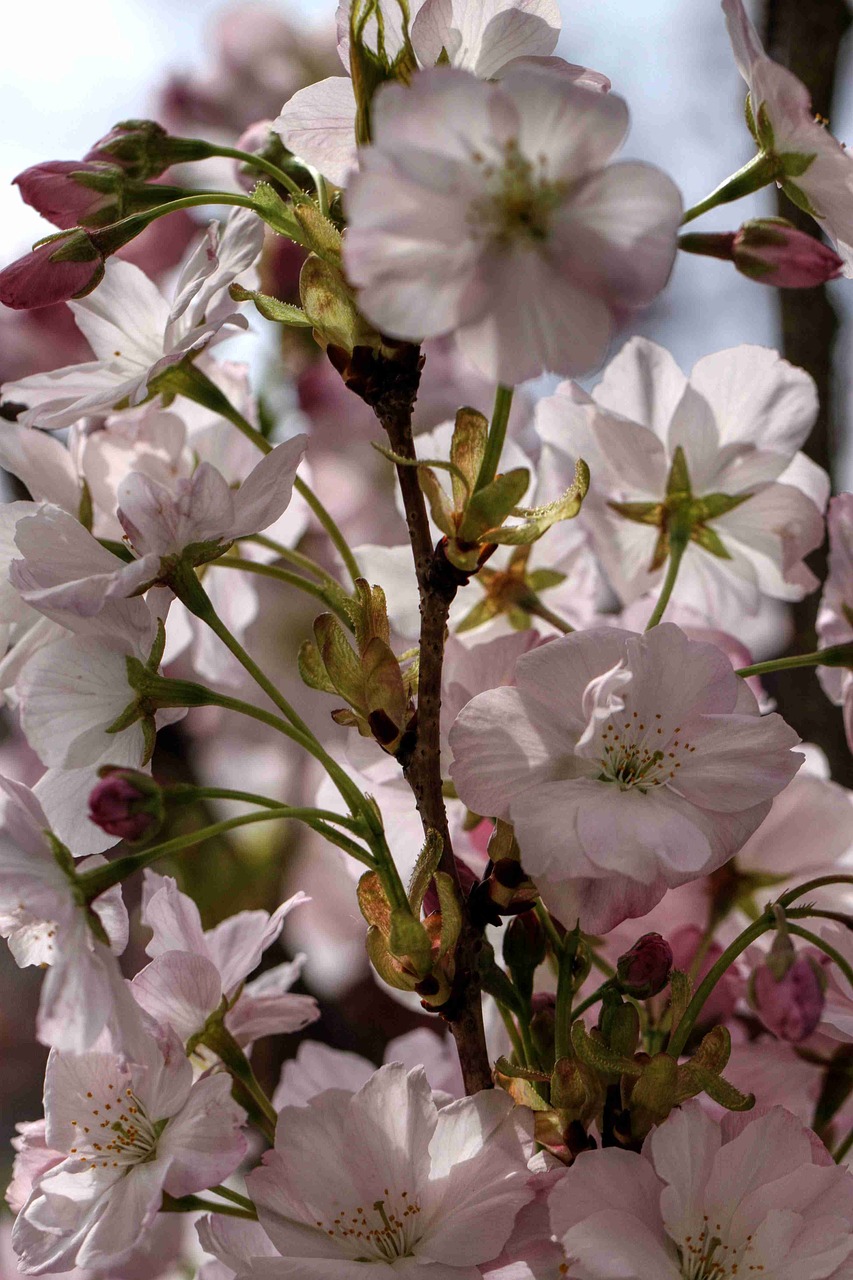 blossom bloom pink free photo