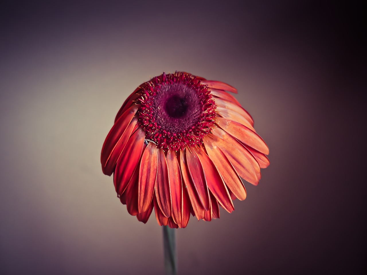 flower plant faded free photo