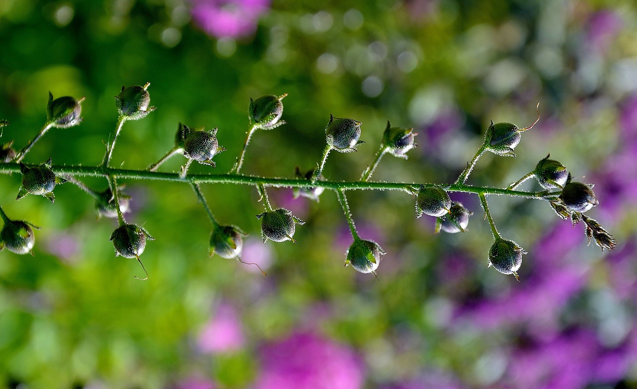 flower summer flowers wild flower free photo