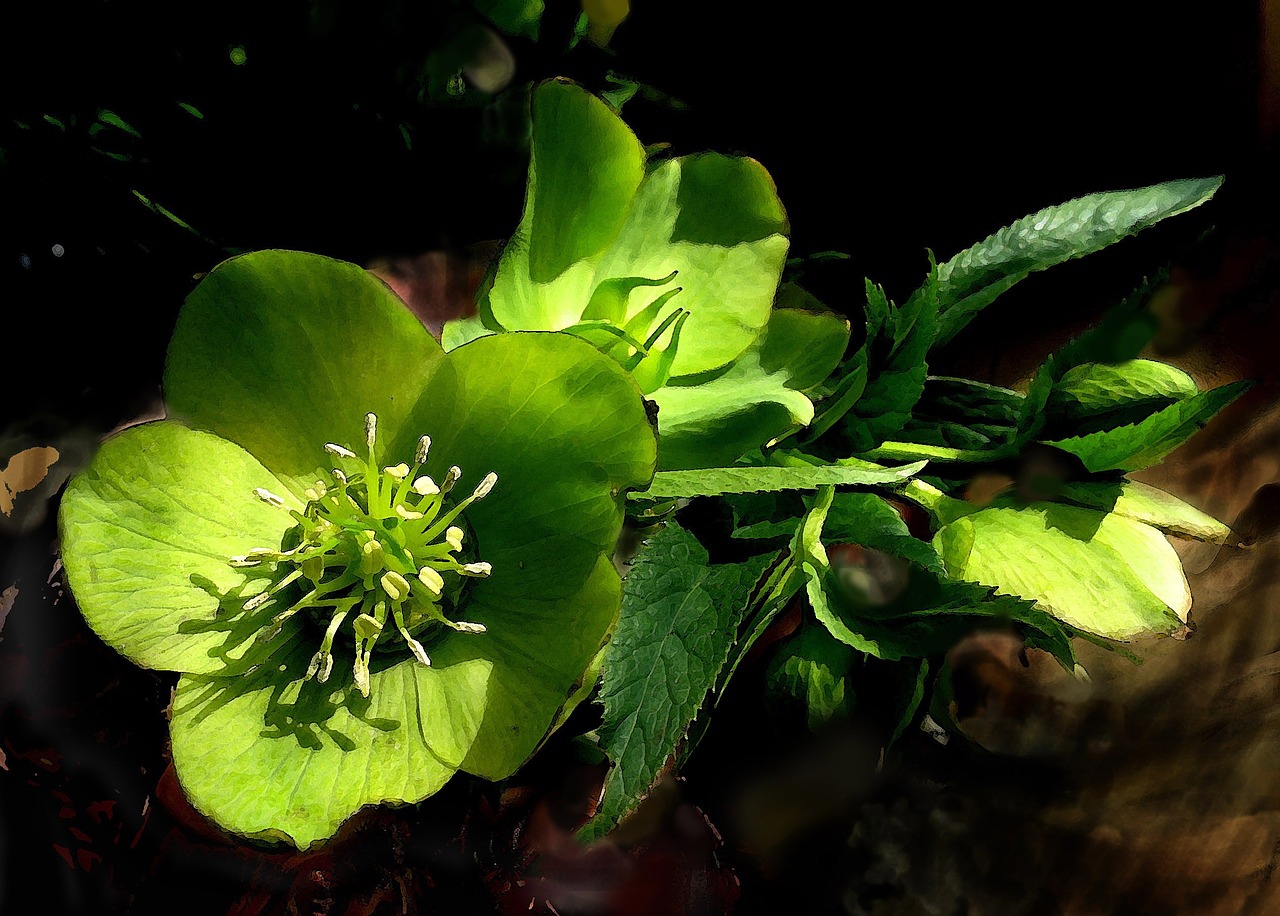 hellebore flower green free photo