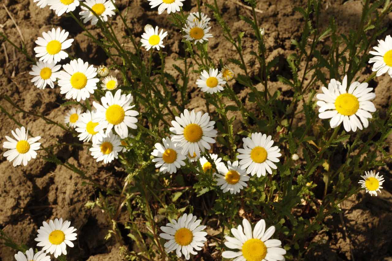 daisy flower white free photo