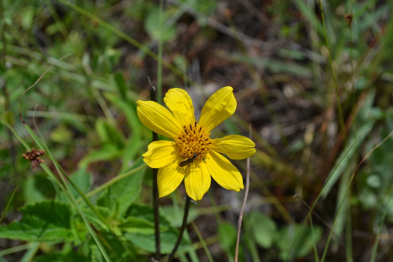 flower insect nature free photo