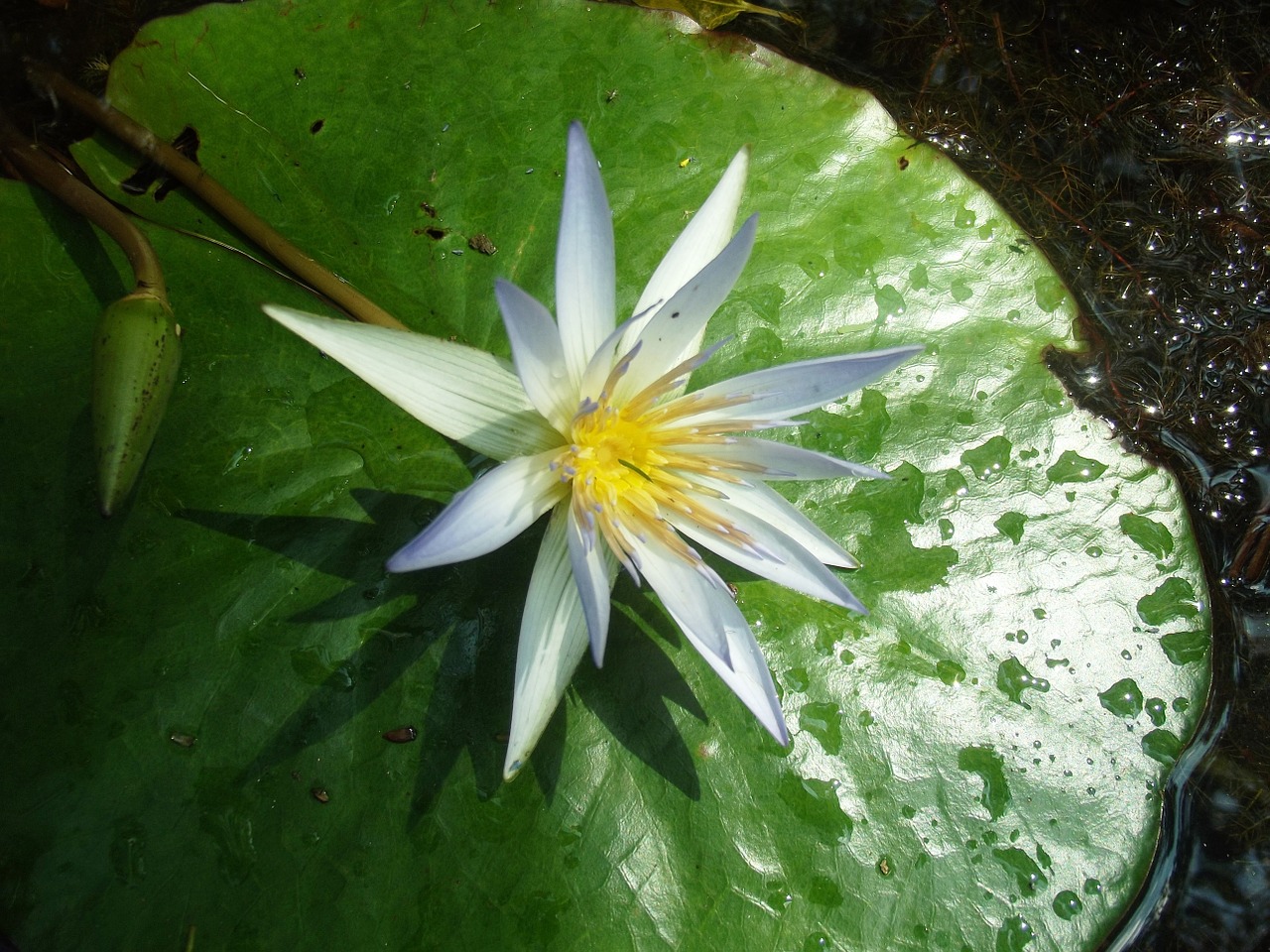 flower linda lake free photo