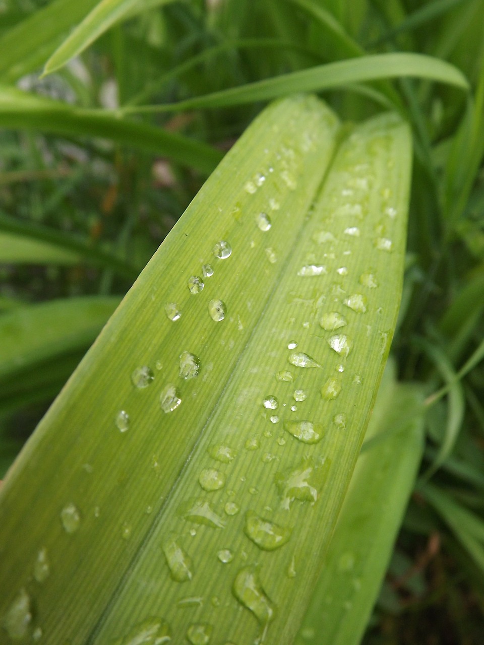 flower dew drops free photo