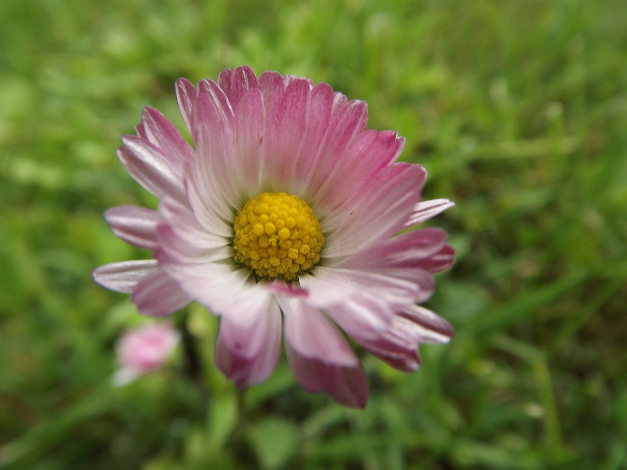 flower summer flowers purple flowers free photo