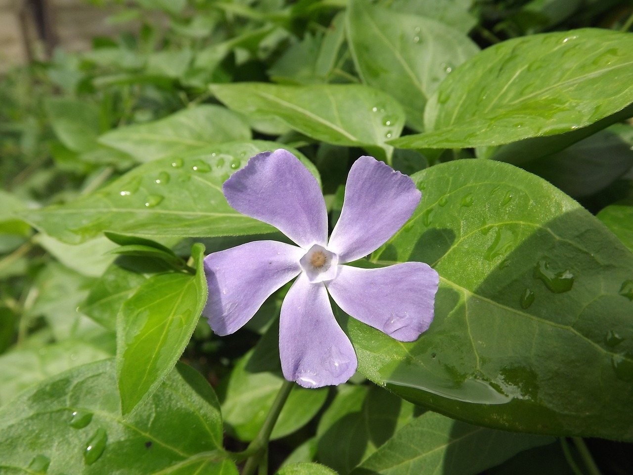 flower nature fresh free photo