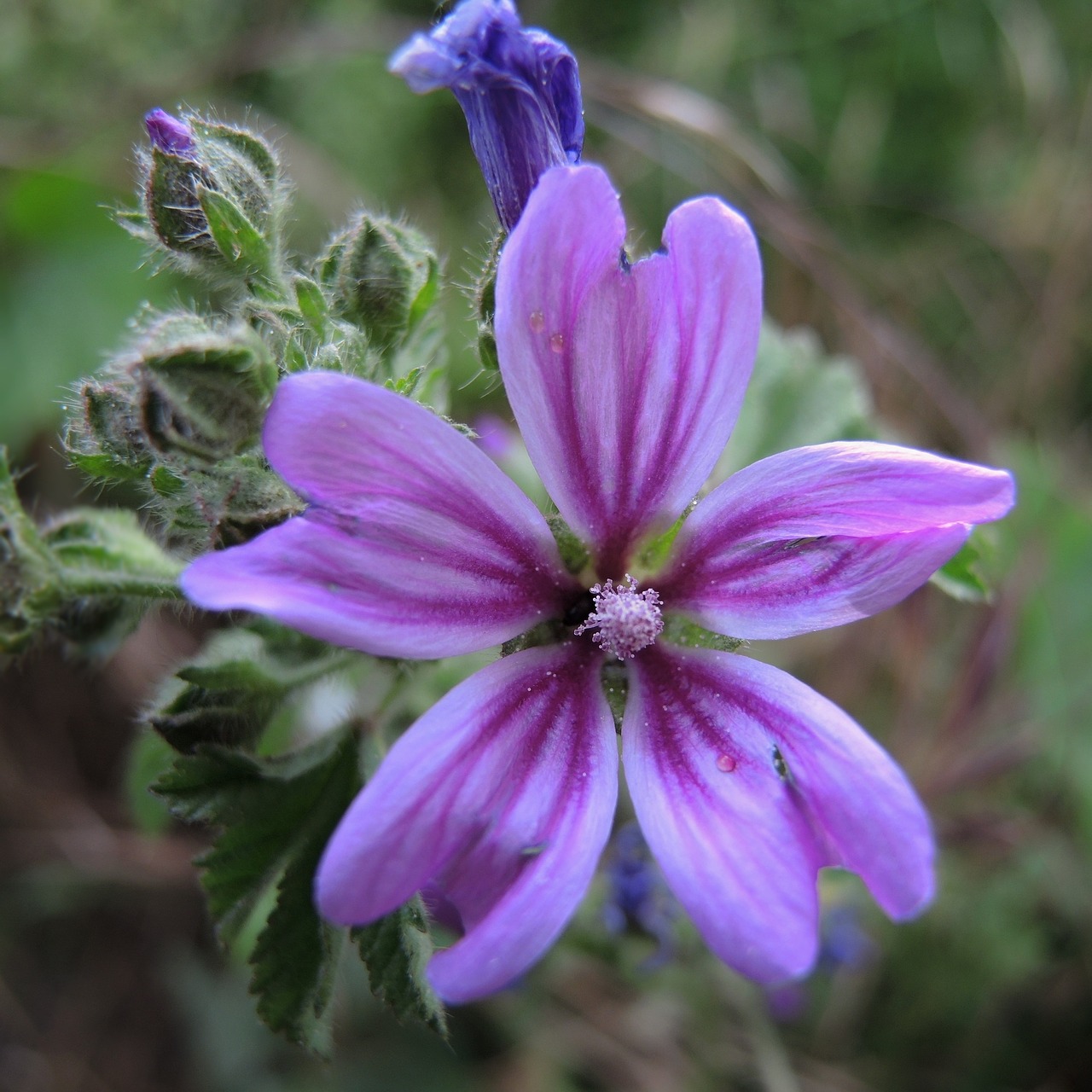 flower plant purple flower free photo