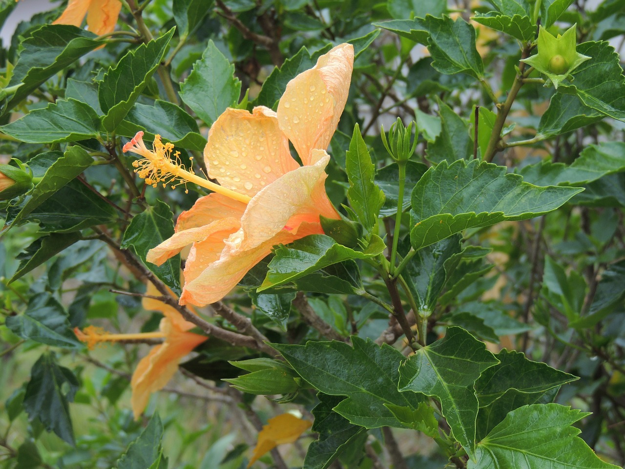 flower hibiscus green free photo