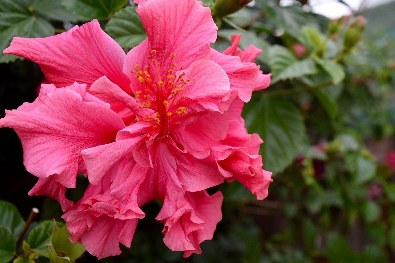 flower hibiscus hawaii free photo