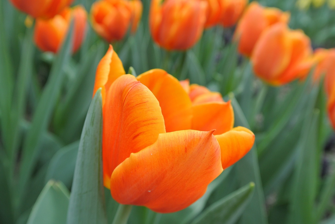 tulips flower orange flower free photo