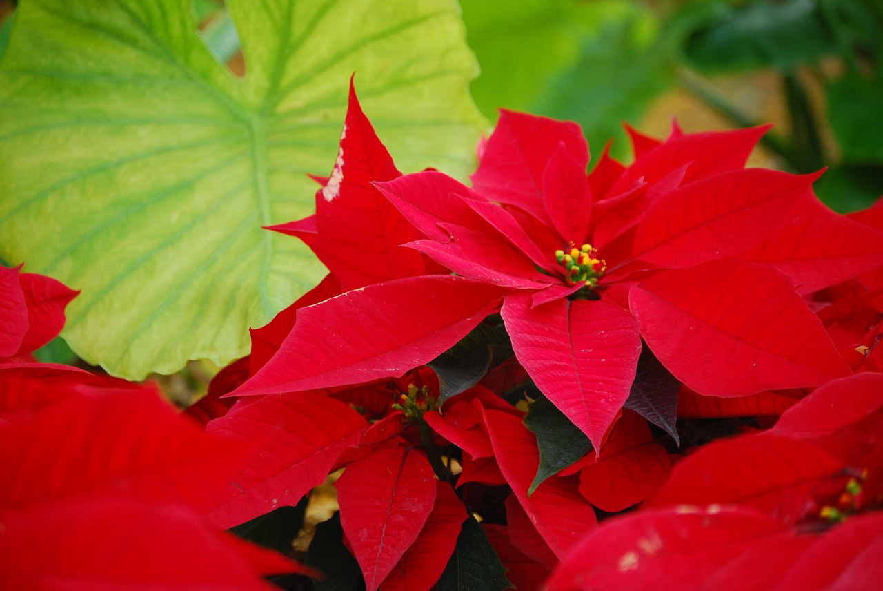 flower poinsettia plant free photo