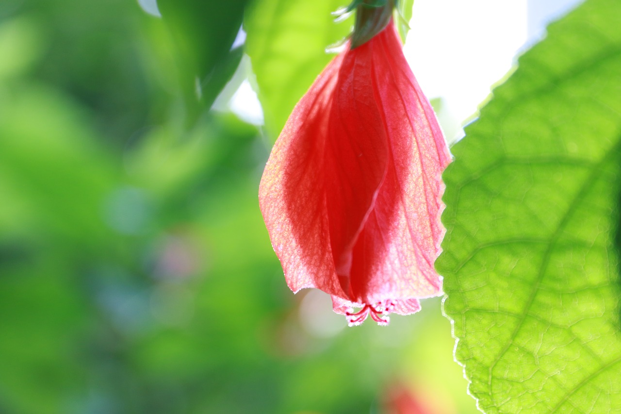 background garden flowers free photo