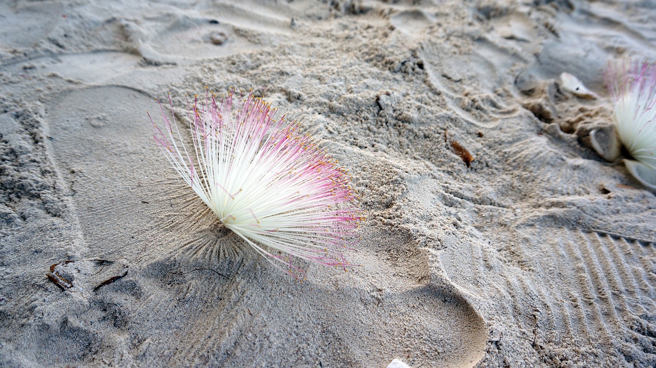 flower in the sand seashore free photo