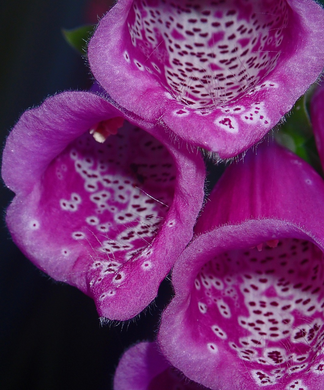 foxglove purple flower free photo