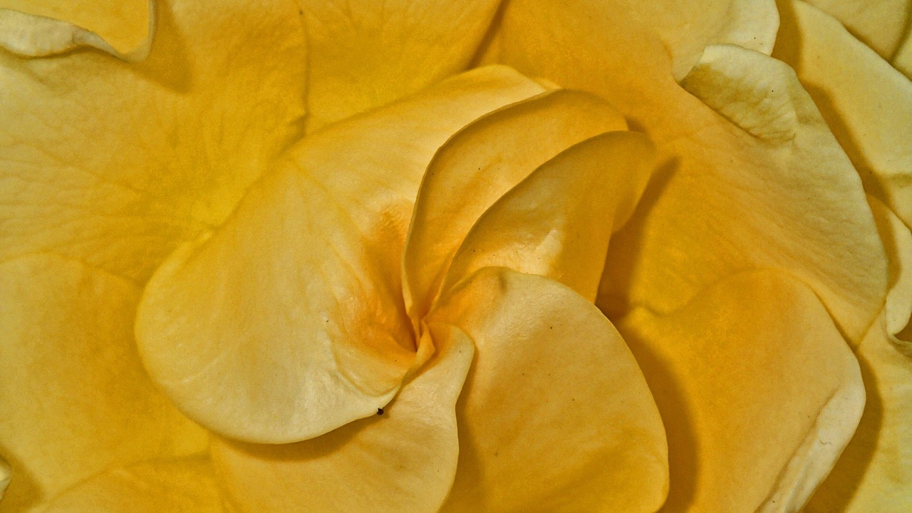 rose yellow flower free photo