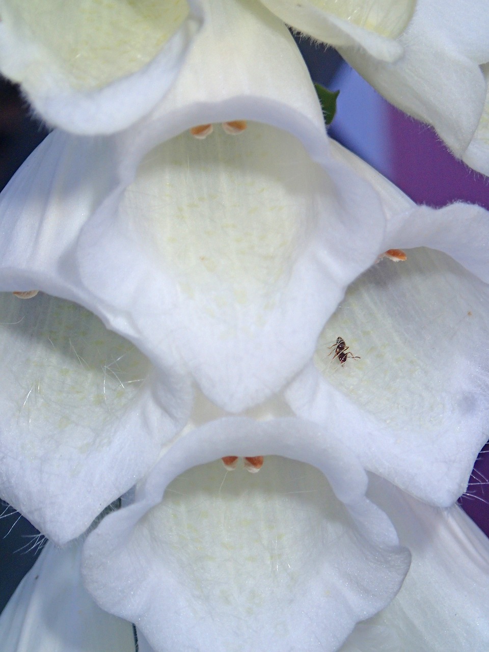 foxglove white flower free photo