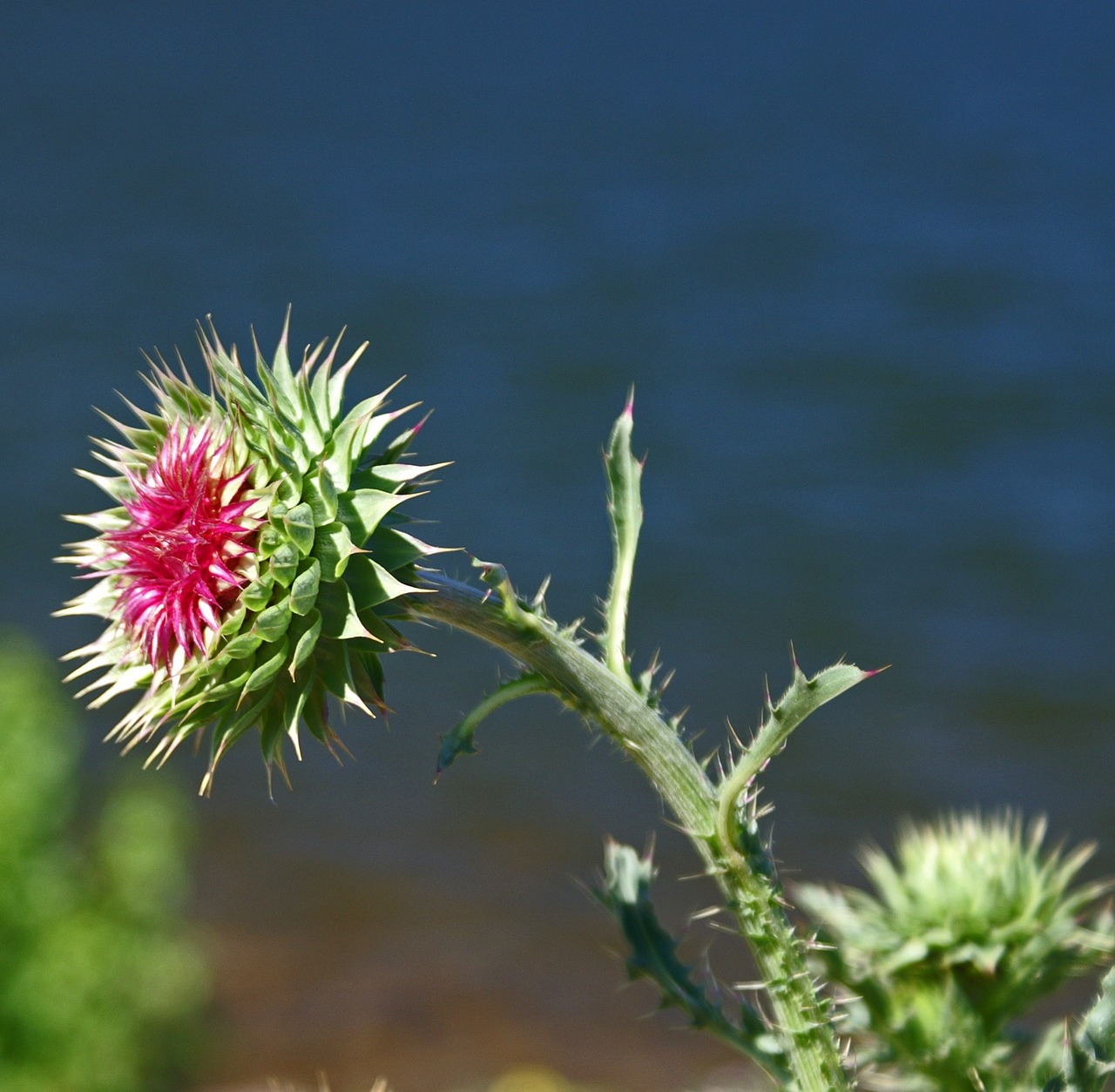 thistle flower nature free photo