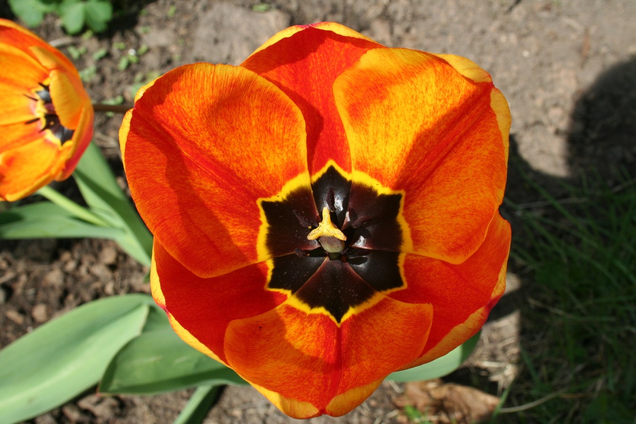 flower tulip blossom free photo