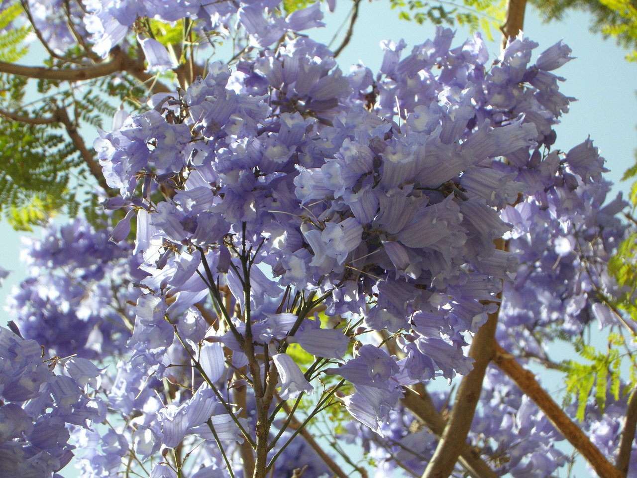 blossom bloom flowers free photo