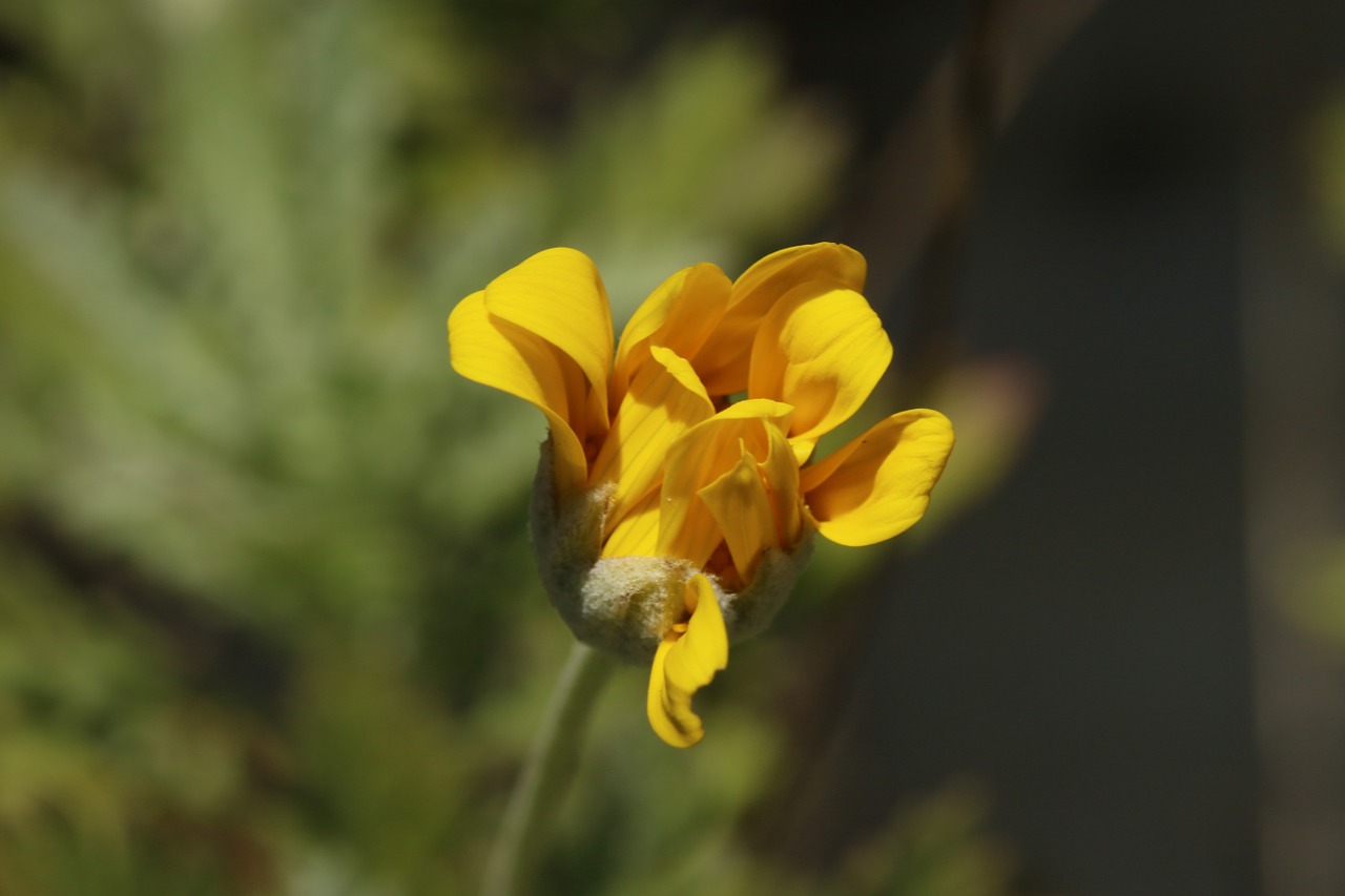 flower yellow petals free photo