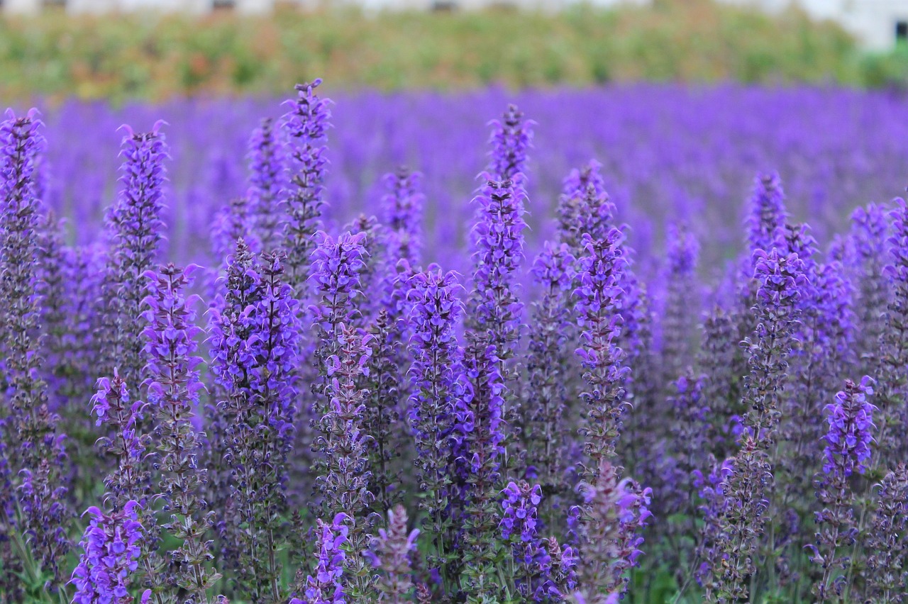 flower purple flower park free photo