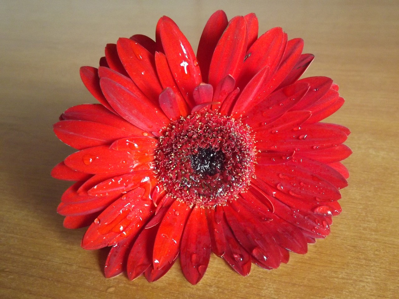 flower gerbera red free photo