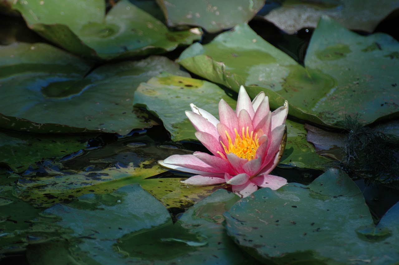 flower pond pink free photo