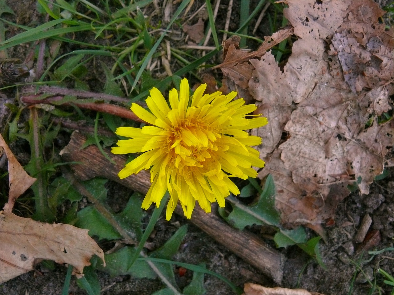 flower yellow nature free photo