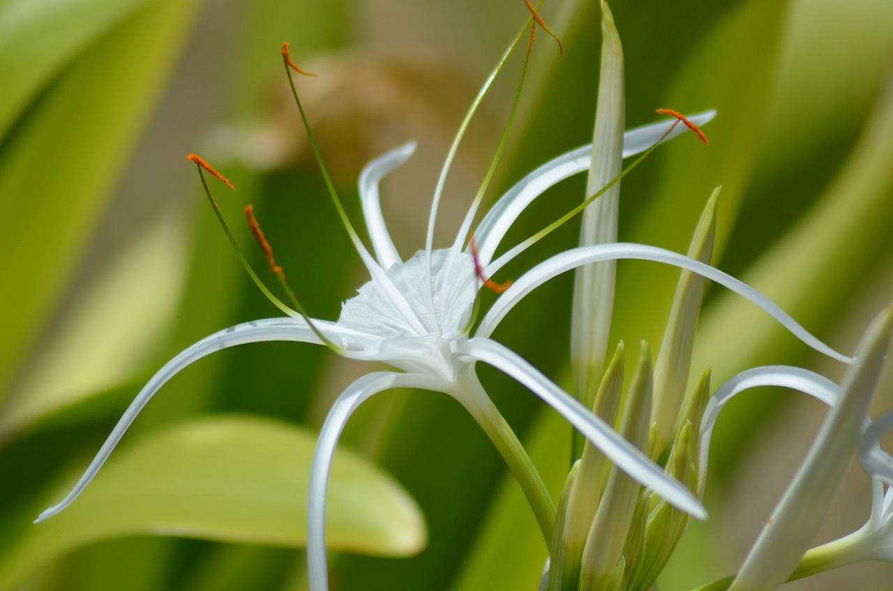 flower white flower nature free photo