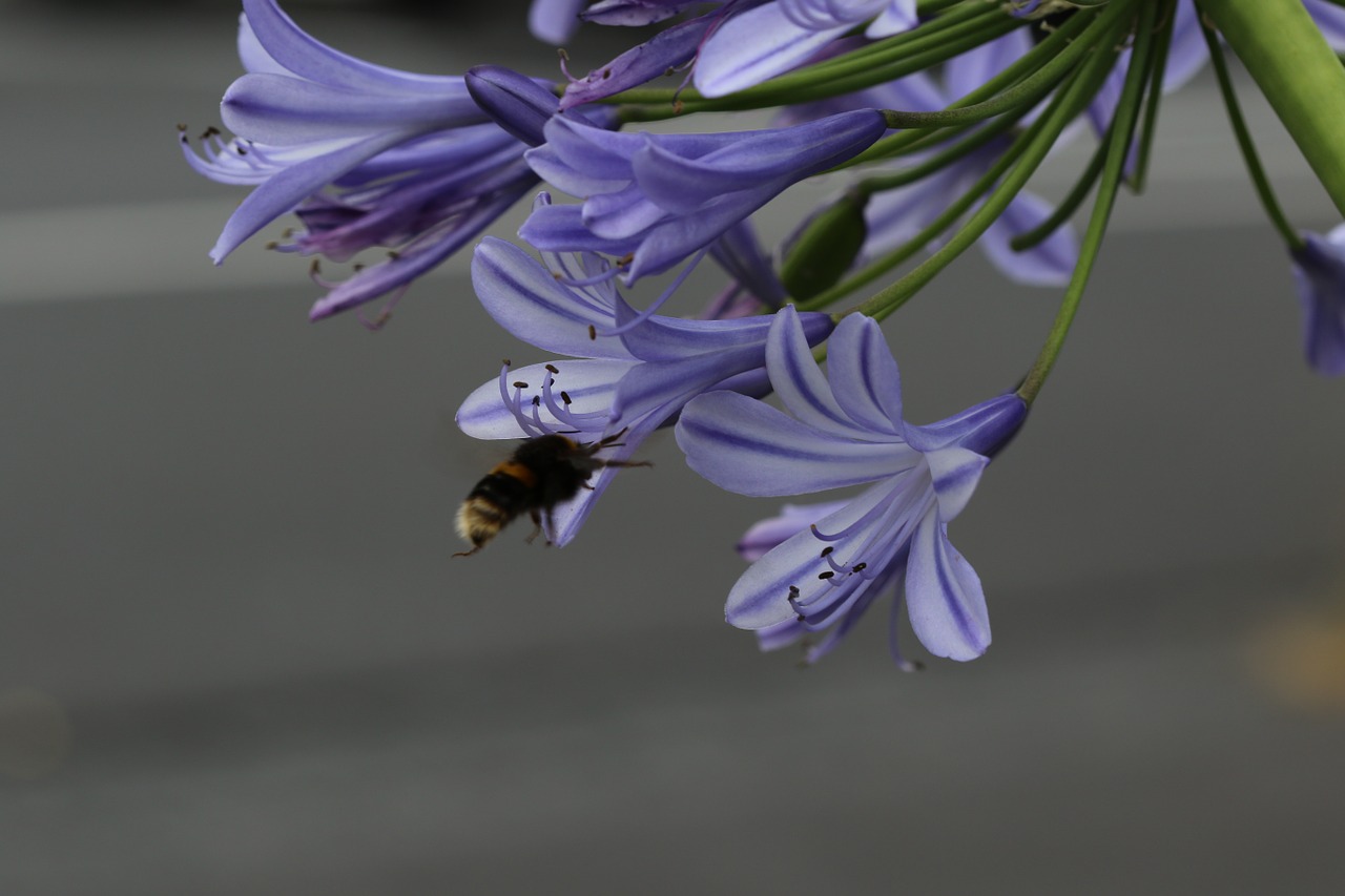 flower blue bee free photo
